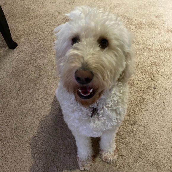 piperthedoodle